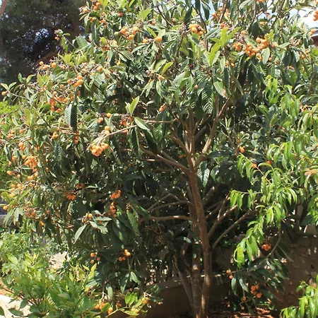 Artatore 8007a * Čunski